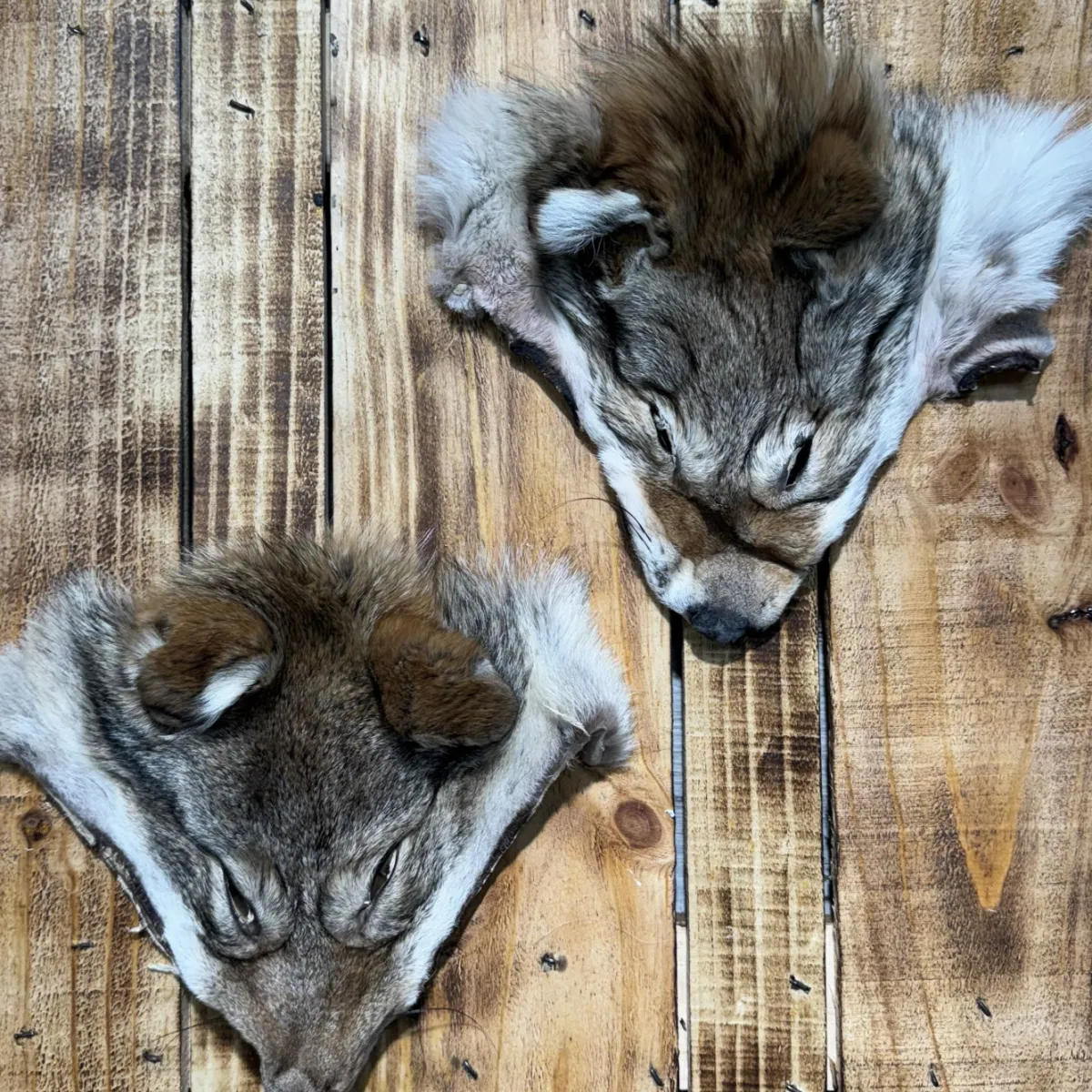 Tete de coyote 2