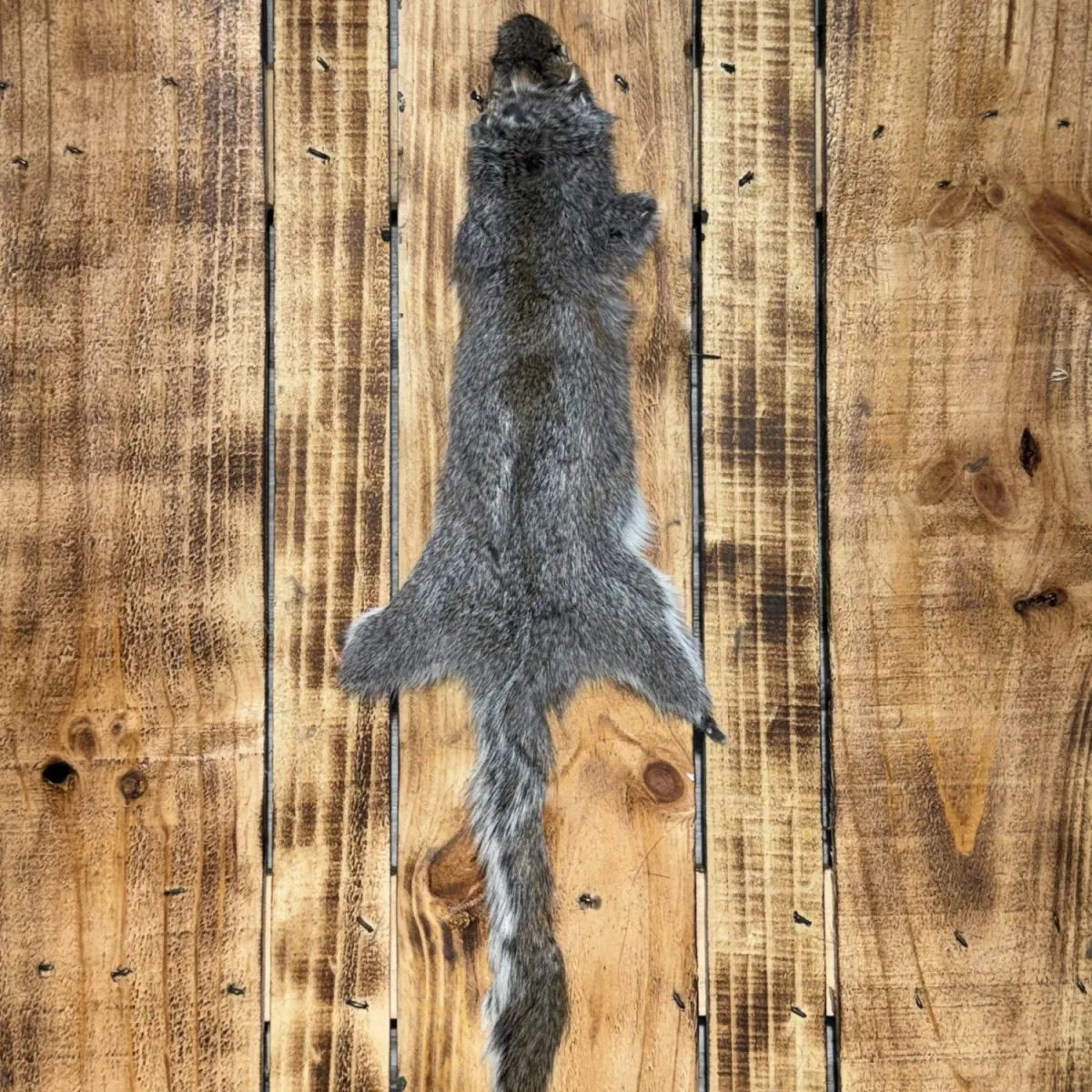 Écureuil gris 1