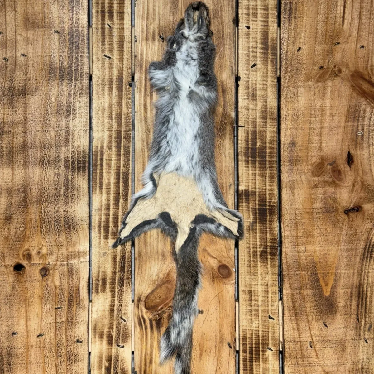 Écureuil gris 2